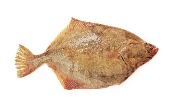 Raw flatfish. — Stock Photo, Image