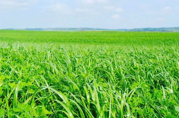 Feld aus grünem Weizen. — Stockfoto