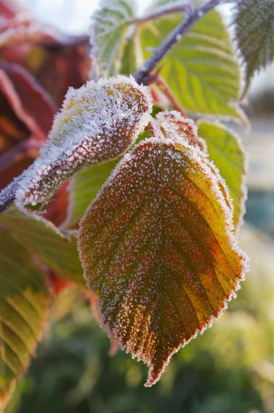 stock image Twig of frosten leafs.