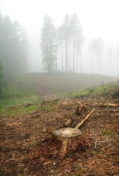 Stump et forêt . — Photo