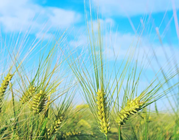Земля пшениці . — стокове фото