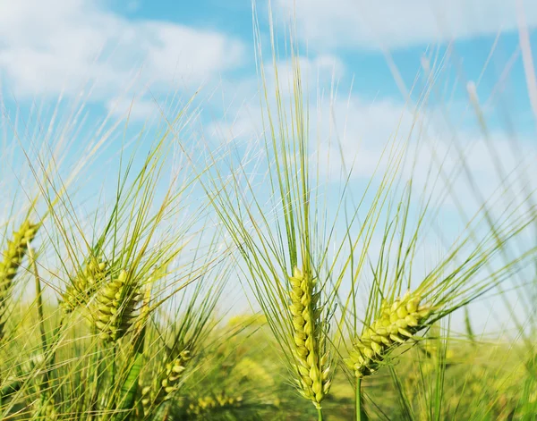 Земля пшениці . — стокове фото