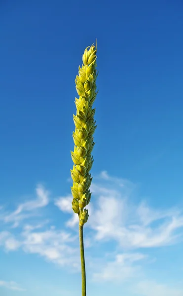 stock image Wheat plant.