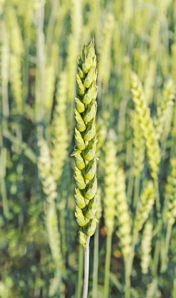 Пшеница на земле . — стоковое фото