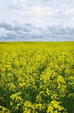 campo hermoso de canola.