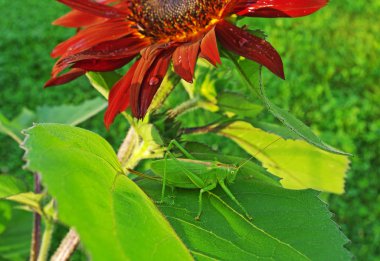 Green grasshopper on the leaf. clipart