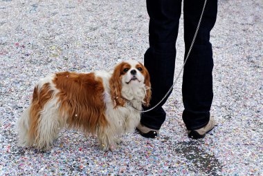 Dog and boss. clipart