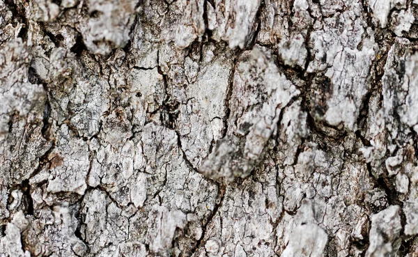 木の皮をむく. — ストック写真