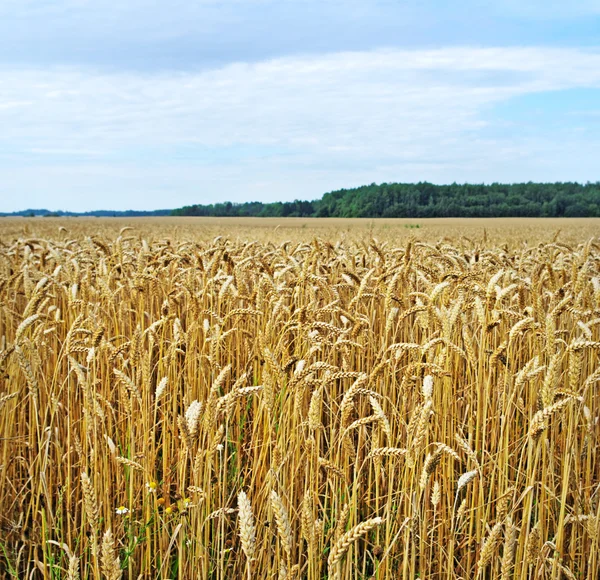 Hazır buğday alanı. — Stok fotoğraf