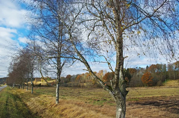 Träd och säsong. — Stockfoto