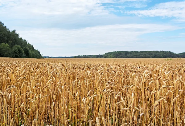 Fertiges Weizenfeld. — Stockfoto