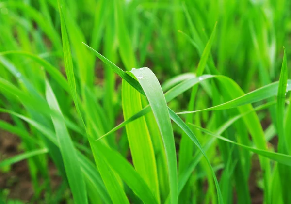 Grüner Weizen. — Stockfoto