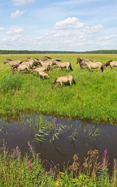 Gruppe von Wildpferden. — Stockfoto