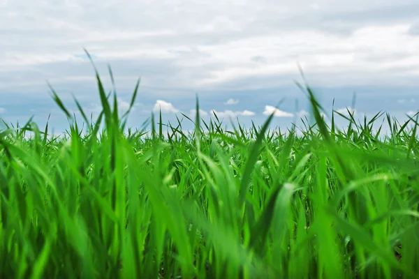 Pole zelené pšenice. — Stock fotografie