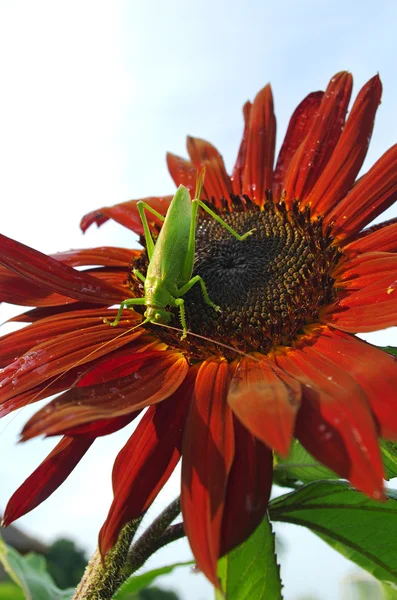 Kobylka stravovací květ. — Stock fotografie