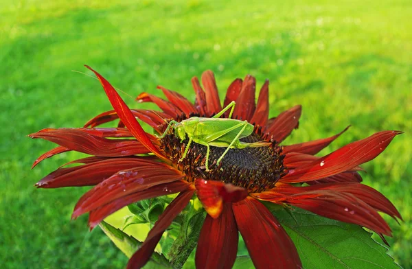 Kobylka na slunečnice. — Stock fotografie