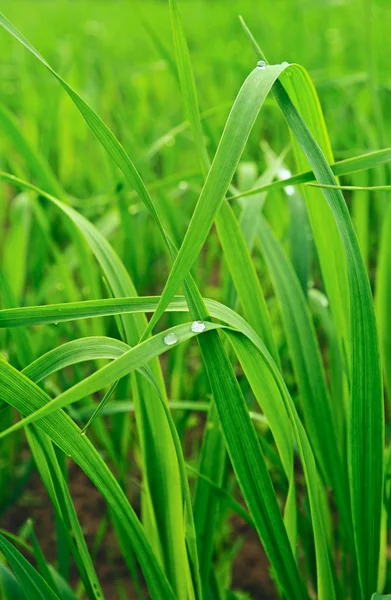Зеленая пшеница . — стоковое фото