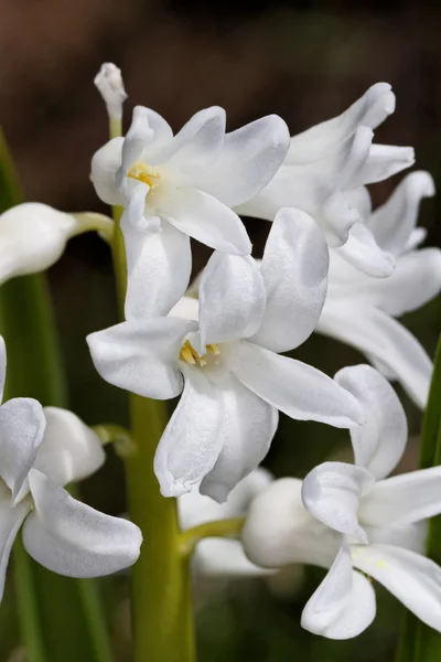 stock image Hyacinth.