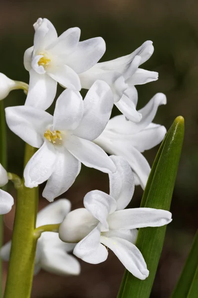 stock image Flowers.