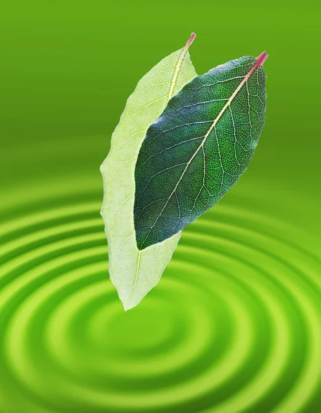 Two green leafs. — Stock Photo, Image