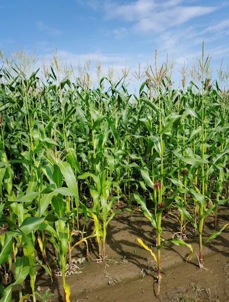 Row of the growing green corns. — Stock Photo, Image