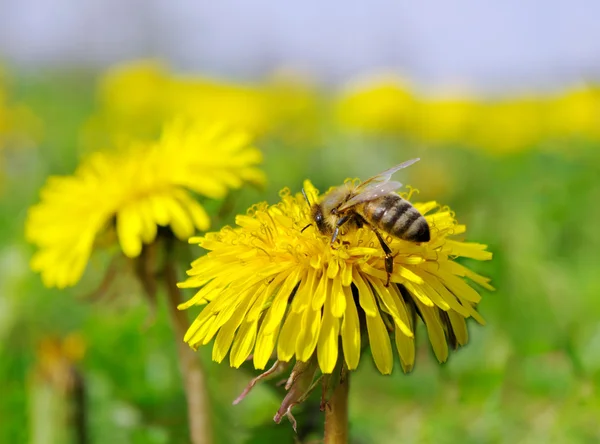 Пчела на цветке. — стоковое фото