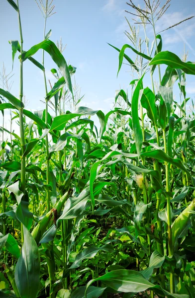 Cultivo de maíz verde . — Foto de Stock