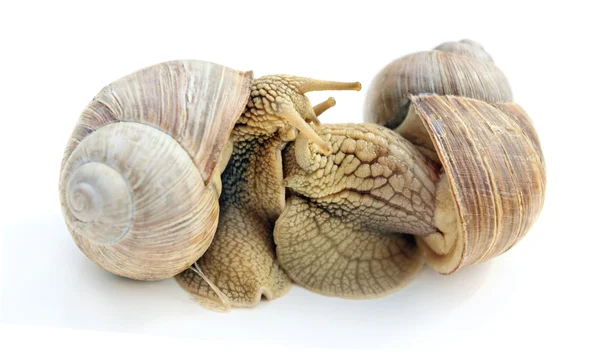 Sex of snails. — Stock Photo, Image