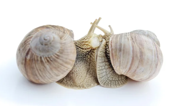 Snails. — Stock Photo, Image