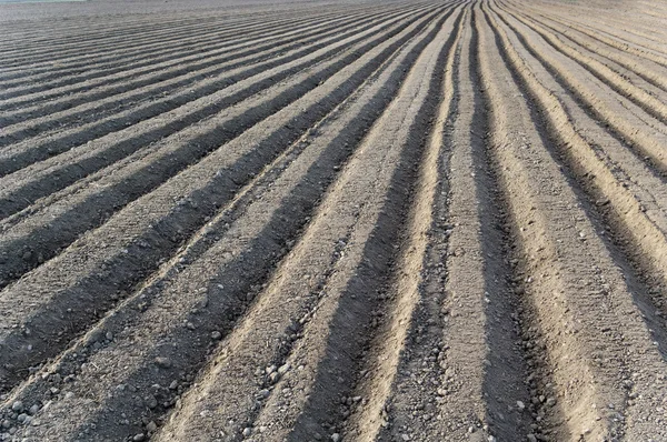 stock image Cultivated soil.