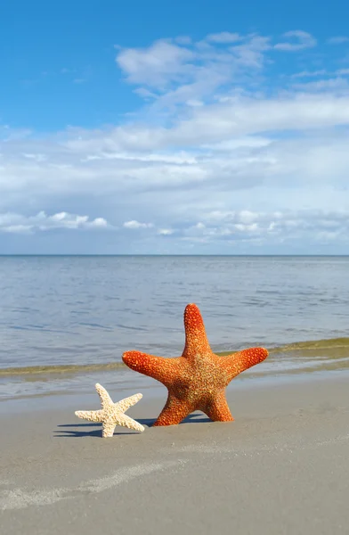 Starfishes na areia . — Fotografia de Stock