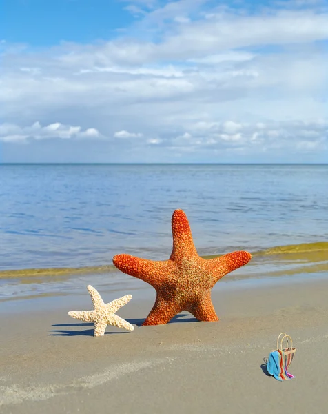 Starfishes på stranden. — Stockfoto