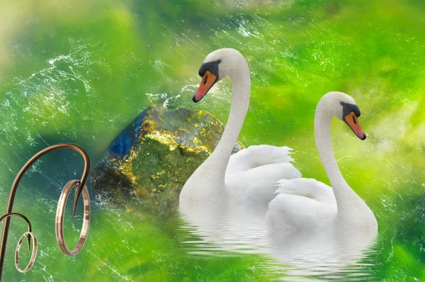 stock image Cuple of swans.