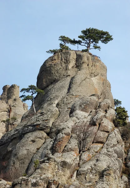 Fenyőfák, a Demirji sziklák, kísértet-völgy — Stock Fotó