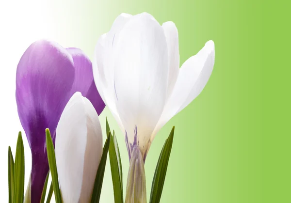 Beautiful spring flowers background — Stock Photo, Image