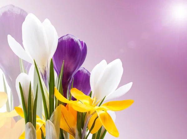 Красиві весняні квіти фон — стокове фото