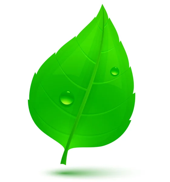 Våren gröna blad med droppar vatten — Stock vektor