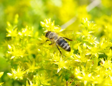 Bee on flower clipart