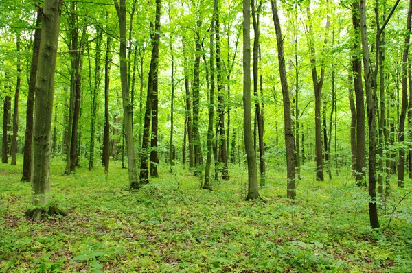Floresta verde — Fotografia de Stock