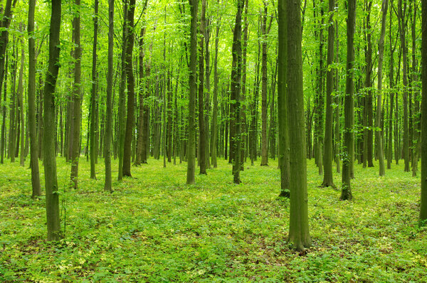 Green forest