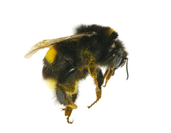 Bumblebee Przewodniczący — Zdjęcie stockowe