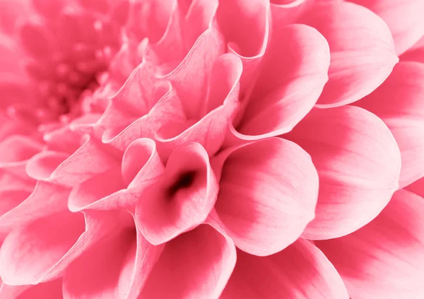 Абстрактные цветы — стоковое фото