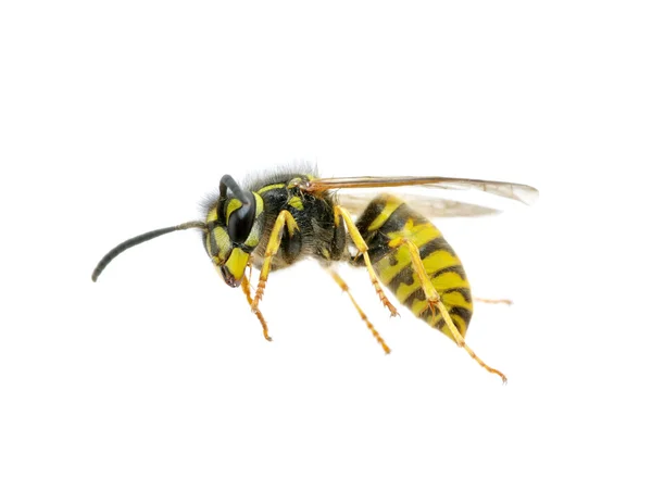 stock image Wasp on white