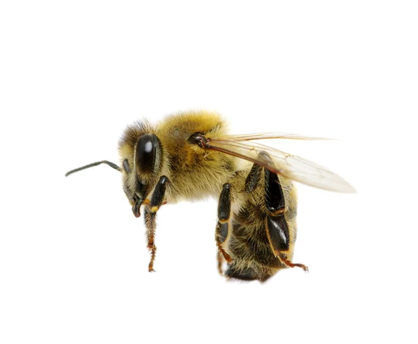 Biene auf Weiß — Stockfoto