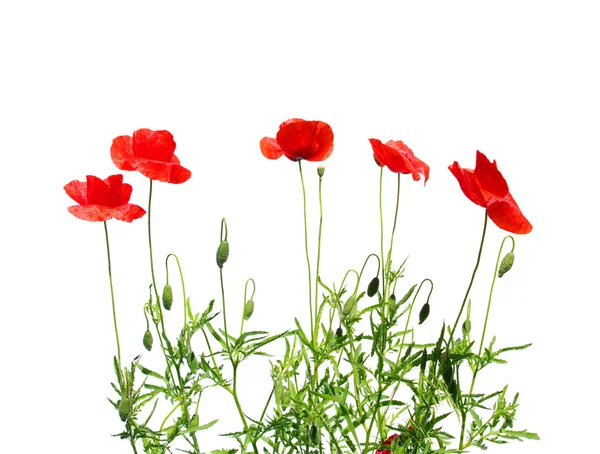 stock image Red poppies