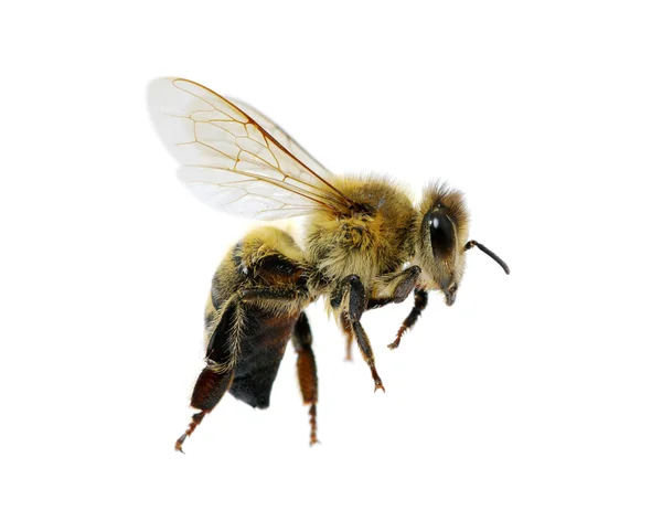 Bee on white — Stock Photo, Image