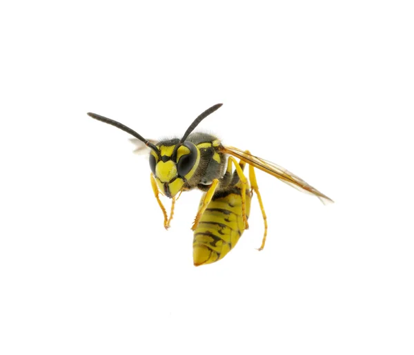 白のスズメバチ — ストック写真