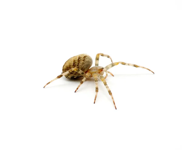 Αράχνη — Φωτογραφία Αρχείου