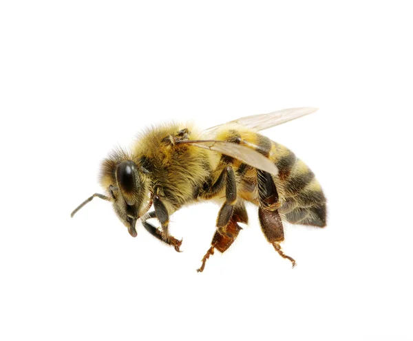 白の蜂 — ストック写真
