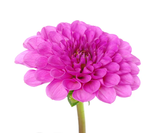 Un fiore — Foto Stock